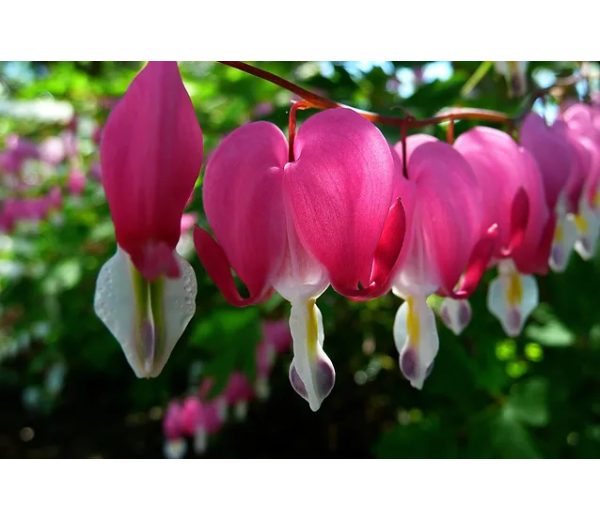 Photo of Cannington Horticultural Society Photo of Cannington Horticultural Society