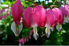 Photo of Cannington Horticultural Society Photo of Cannington Horticultural Society